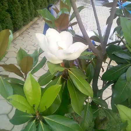 Magnolia 2 Apartment *